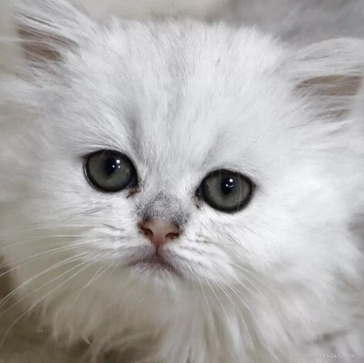 ID：2504-02204の子猫