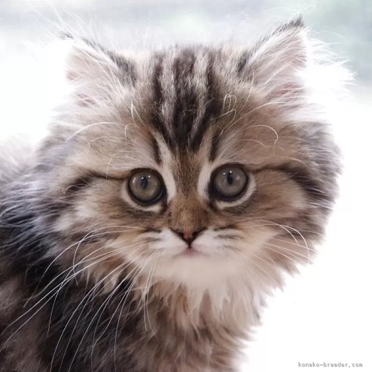 ID：2508-01690の子猫