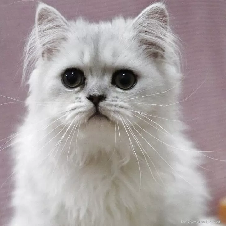 ID：2504-00612の子猫