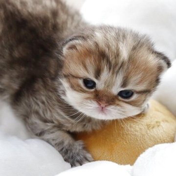 ペルシャ(チンチラ)【福岡県・女の子・2025年10月27日・チンチラゴールデン（ふわふわ）】の写真「綺麗な毛色とまん丸フェイス」