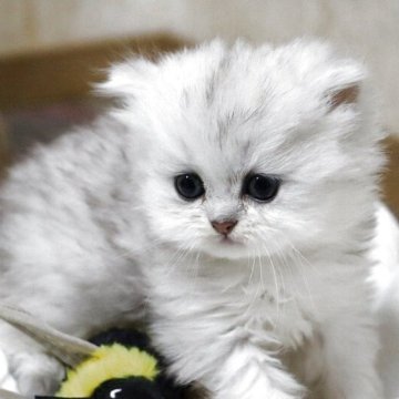 ペルシャ(チンチラ)【福岡県・男の子・2025年11月11日・チンチラシルバー（フワフワ）】の写真「まん丸おめめのかわい子ちゃん」