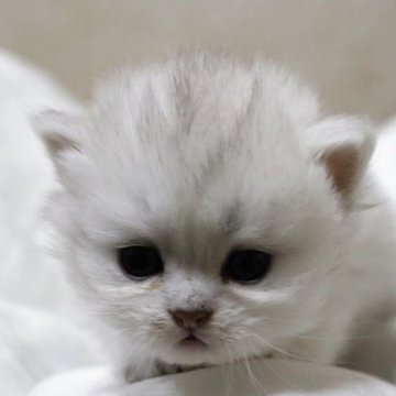 ペルシャ(チンチラ)【福岡県・男の子・2025年11月11日・チンチラシルバー（フワフワ）】の写真「まん丸おめめのかわい子ちゃん」