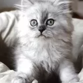 ペルシャ(チンチラ)