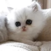 ペルシャ(チンチラ)