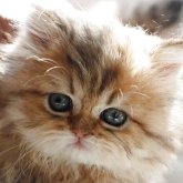 ペルシャ(チンチラ)