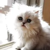 ペルシャ(チンチラ)