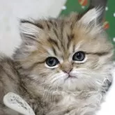 ペルシャ(チンチラ)