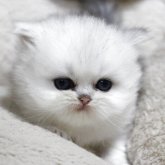 ペルシャ(チンチラ)