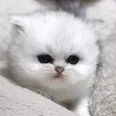 ペルシャ(チンチラ)