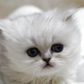 ペルシャ(チンチラ)