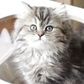 ペルシャ(チンチラ)