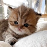 ペルシャ(チンチラ)