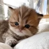 ペルシャ(チンチラ)