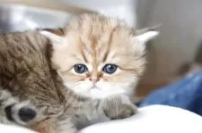 ペルシャ(チンチラ)【福岡県・女の子・2026年1月12日・チンチラゴールデン】の写真6