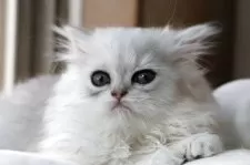 ペルシャ(チンチラ)【福岡県・男の子・2026年2月14日・チンチラシルバー】の写真4