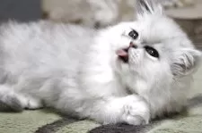 ペルシャ(チンチラ)【福岡県・女の子・2025年11月26日・チンチラシルバー】の写真6