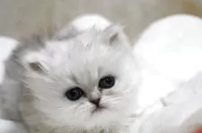 ペルシャ(チンチラ)【福岡県・女の子・2025年11月11日・チンチラシルバー】の写真9