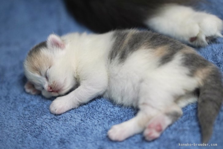 臼井綾菜ブリーダーのブログ：【出産のお知らせ】10月13日生まれ🍼サイベリアンのお母さん「そば茶ちゃん」🐈