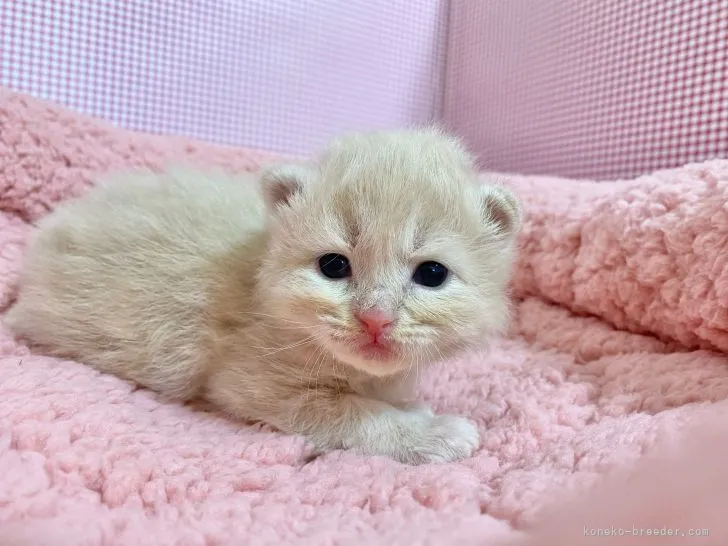 ID：2109-00818の子猫