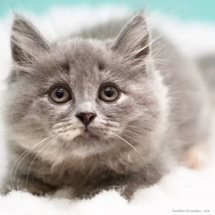 ID：2410-01203の子猫