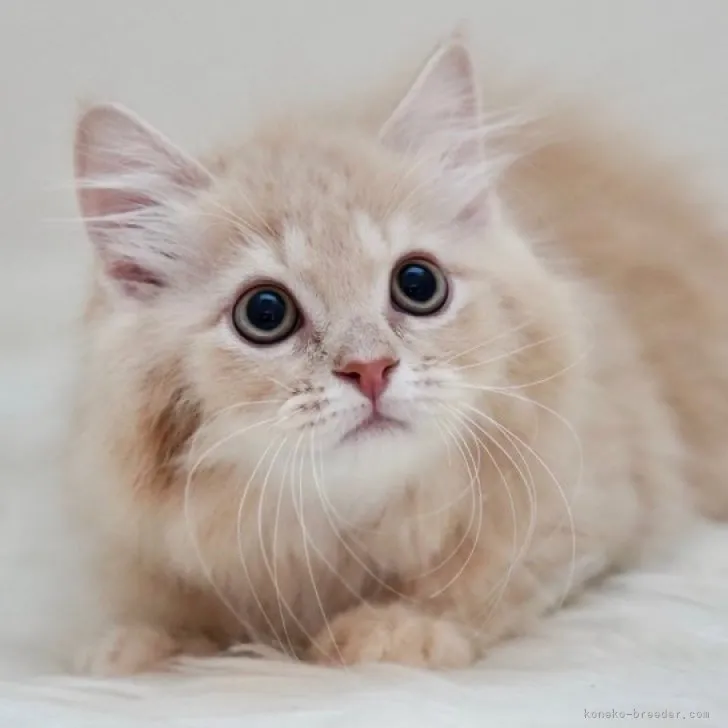 ID:2304-00363の子猫