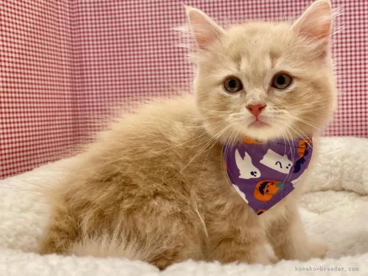 ID：2110-00129の子猫