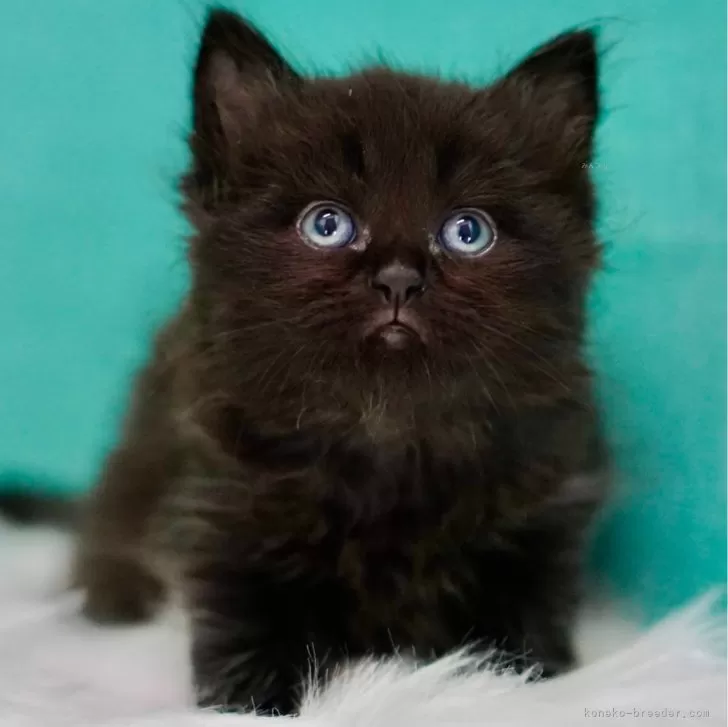 A 様のお迎えした子猫