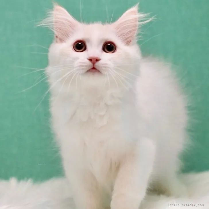 ID:2309-00080の子猫