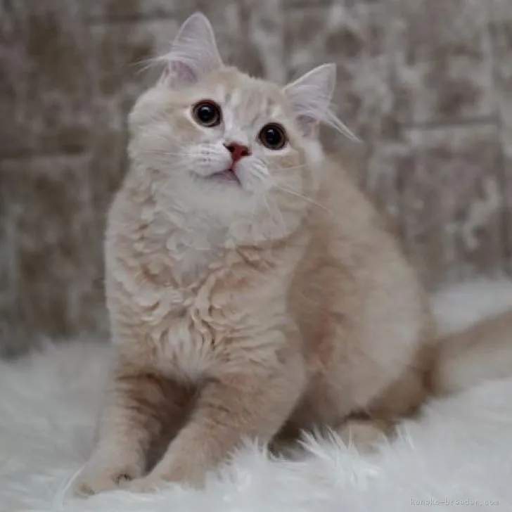 K.K 様のお迎えした子猫