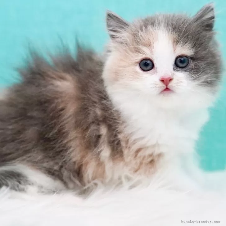 ID:2402-00675の子猫