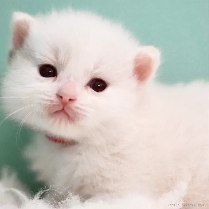 ID:2412-00655の子猫