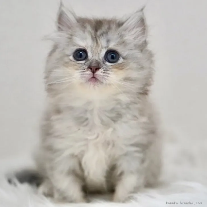 ID:2309-00065の子猫
