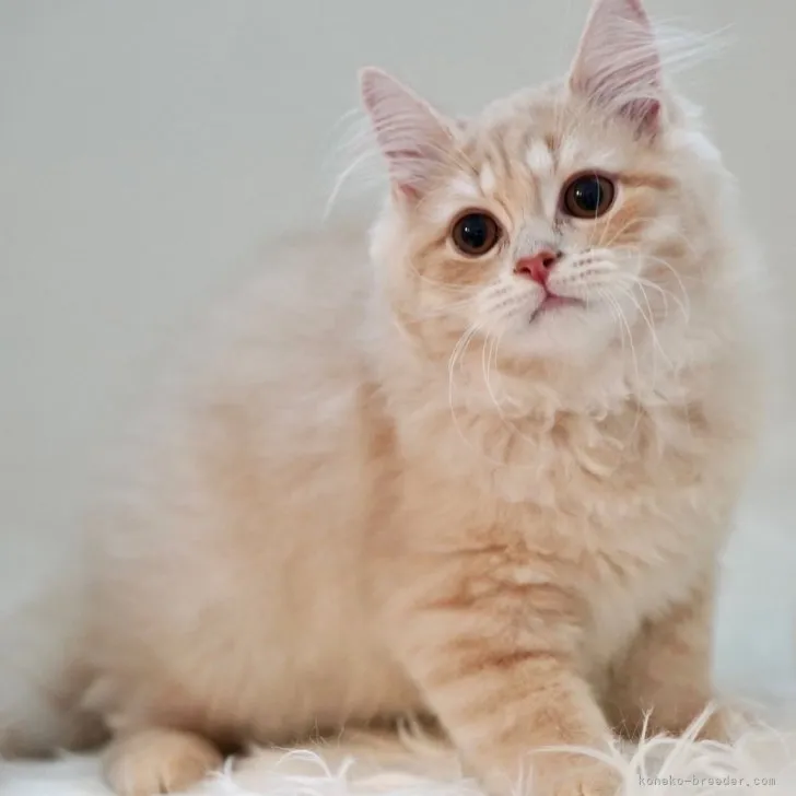 ID：2306-01694の子猫