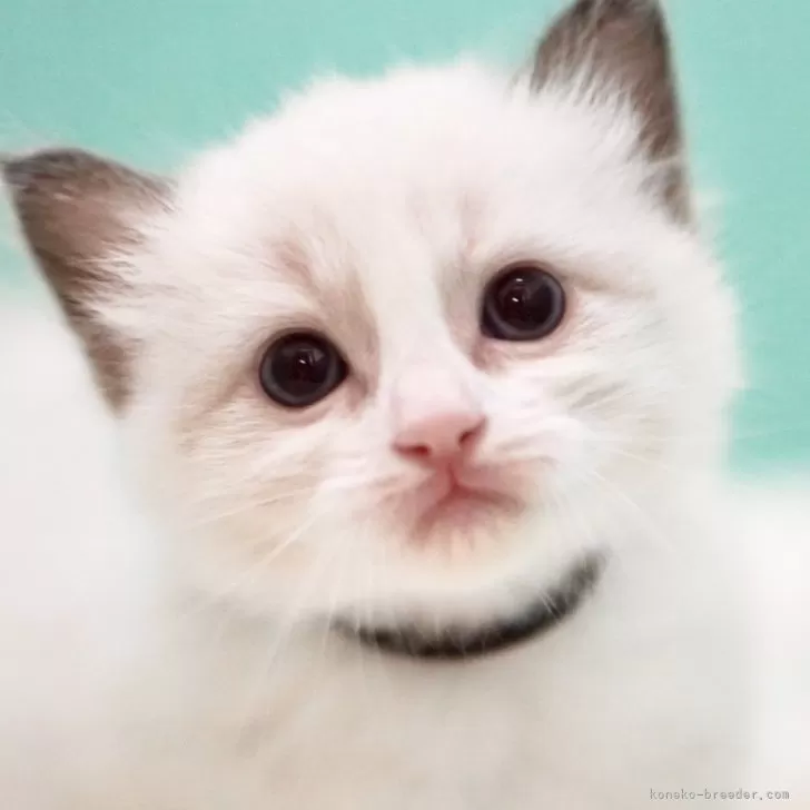 ID：2409-02483の子猫