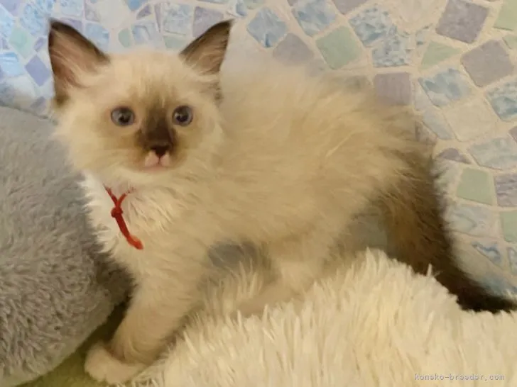 ID:2108-00105の子猫