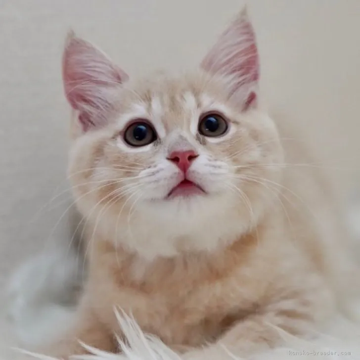 ID:2305-00179の子猫