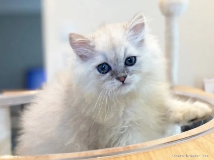 ID：2107-00175の子猫