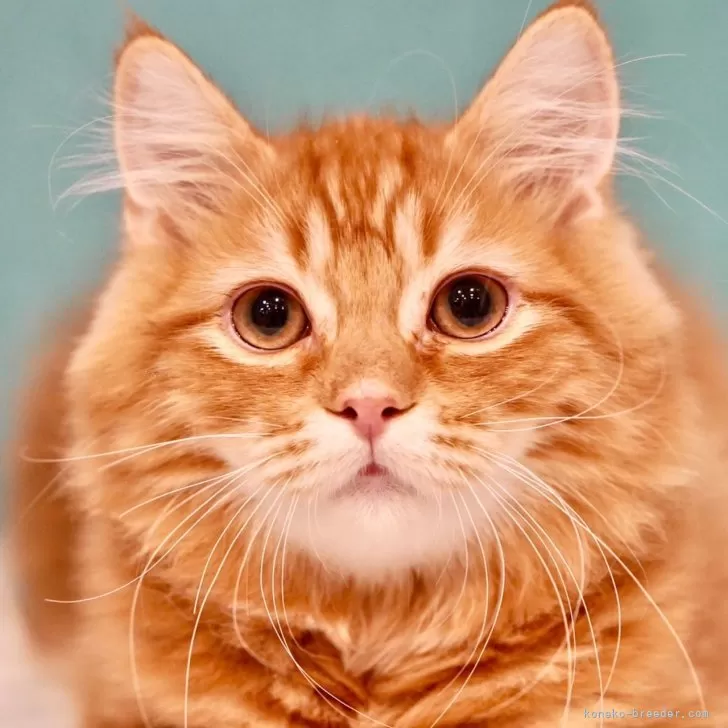 M.Y 様のお迎えした子猫