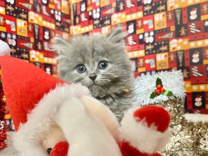 ID:2111-00534の子猫