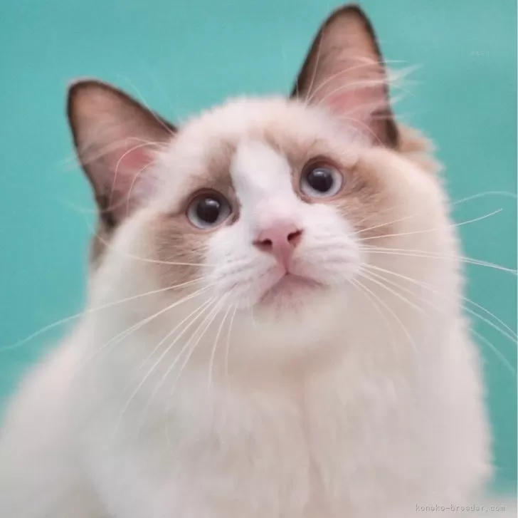 ID：2405-00562の子猫