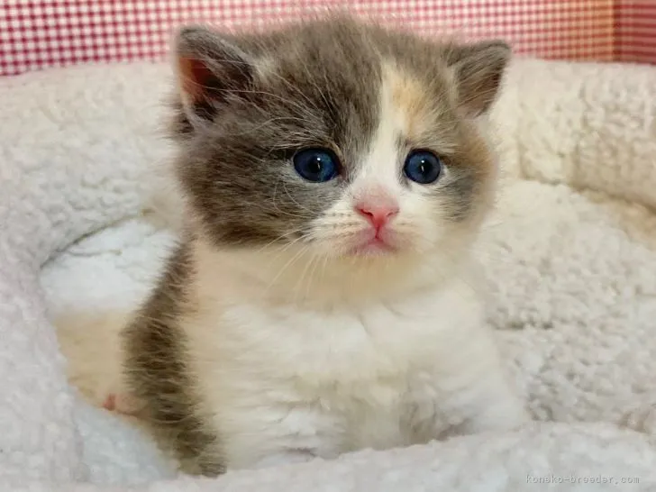 ID：2110-01502の子猫