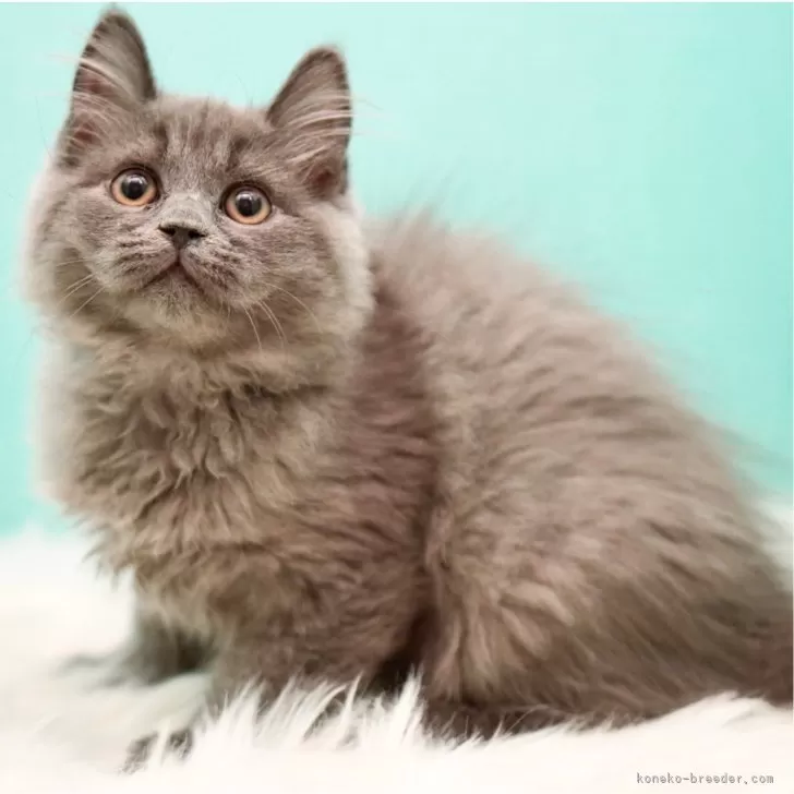 N.O 様のお迎えした子猫