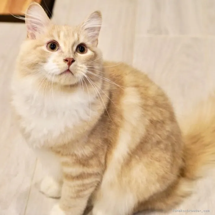 ID：2306-03476の子猫