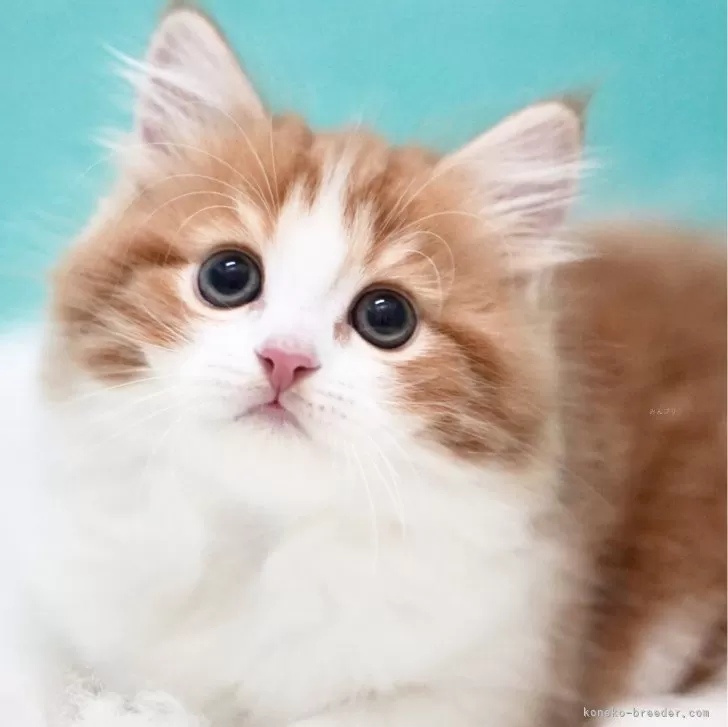 ID:2408-02119の子猫