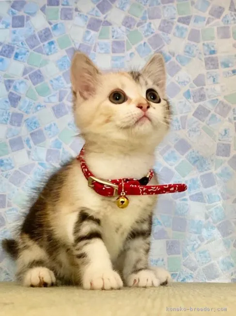 ID：2107-02823の子猫