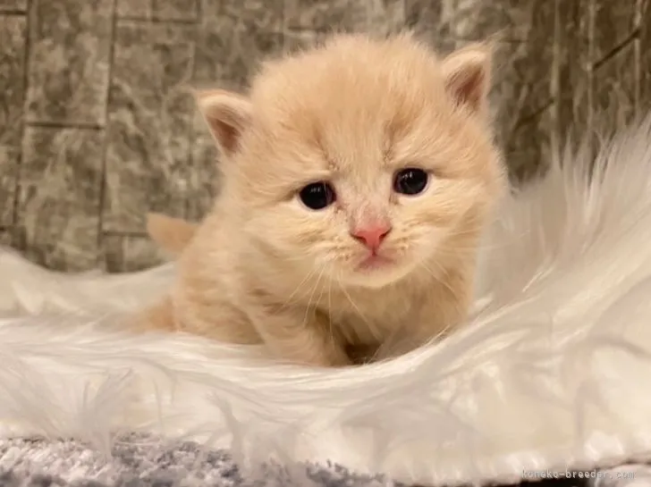 ID：2203-01447の子猫