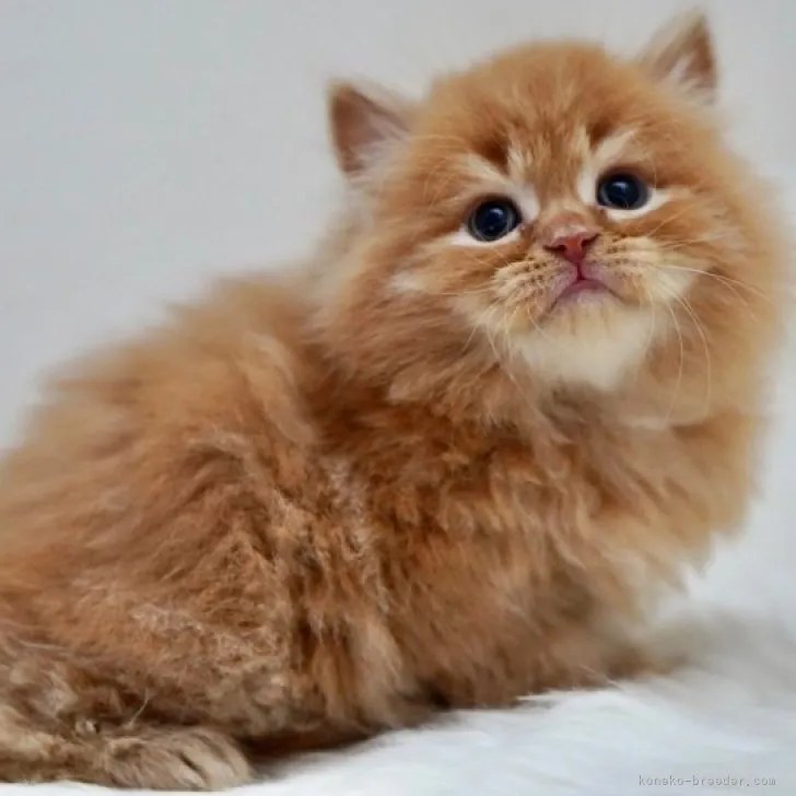 ID：2304-00338の子猫