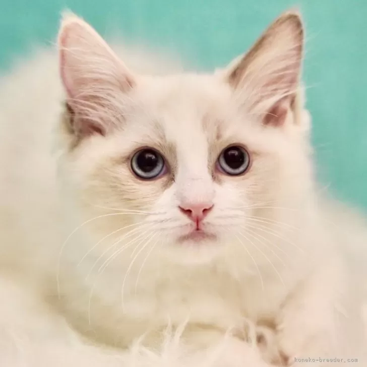 ID：2404-00974の子猫