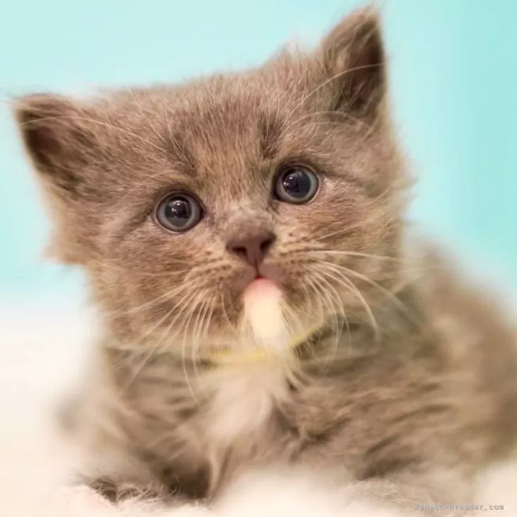 ID:2407-02131の子猫