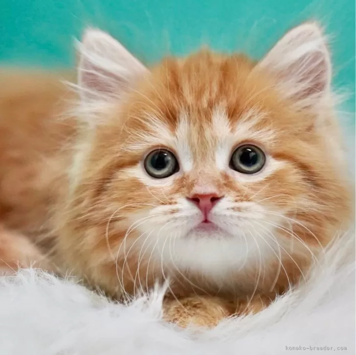 ID:2310-01206の子猫